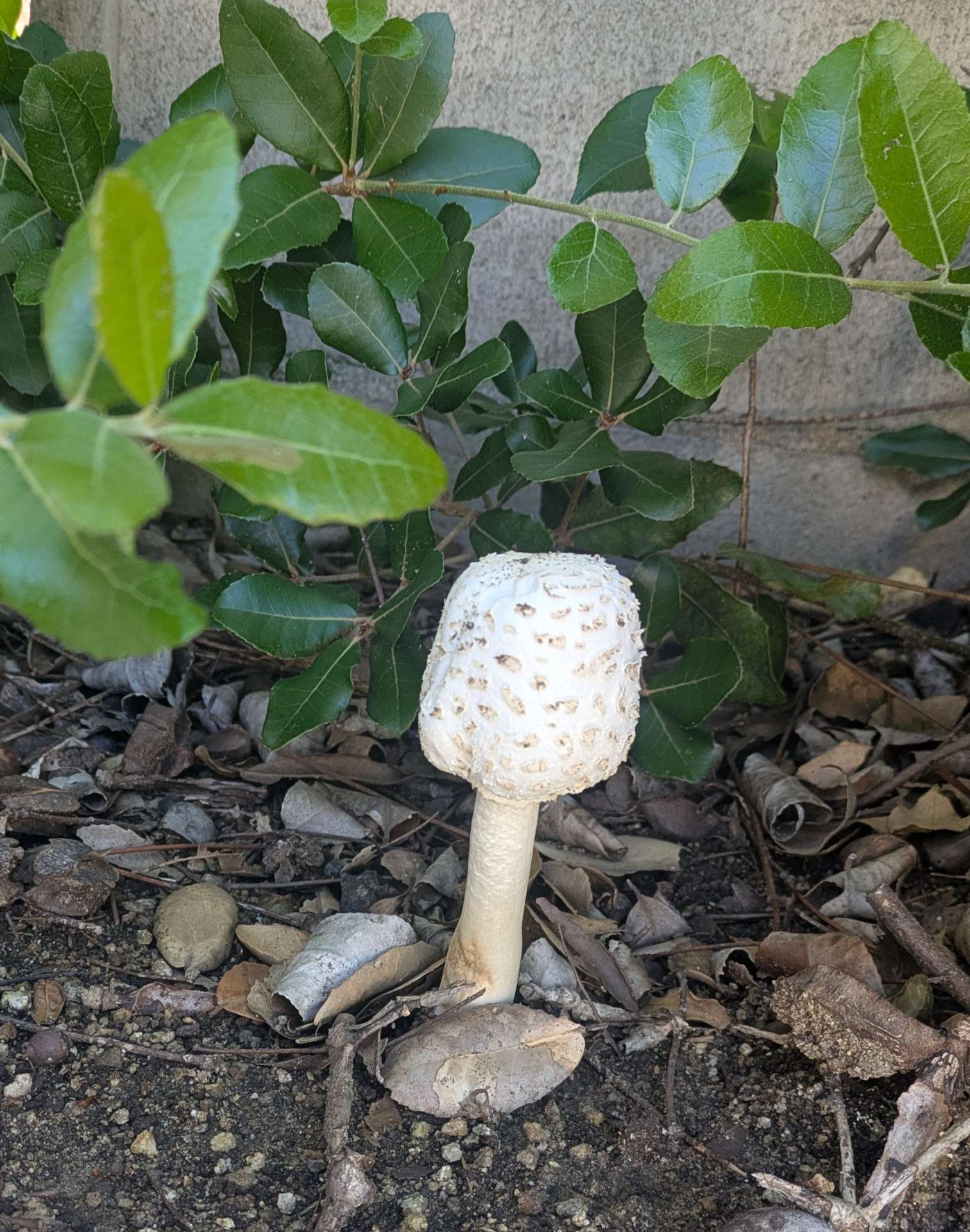 腰痛　肩の痛み　股関節痛　などお悩みの方　堺市　整体　カイロプラクティック　小川カイロ＆ヘルスケアジム