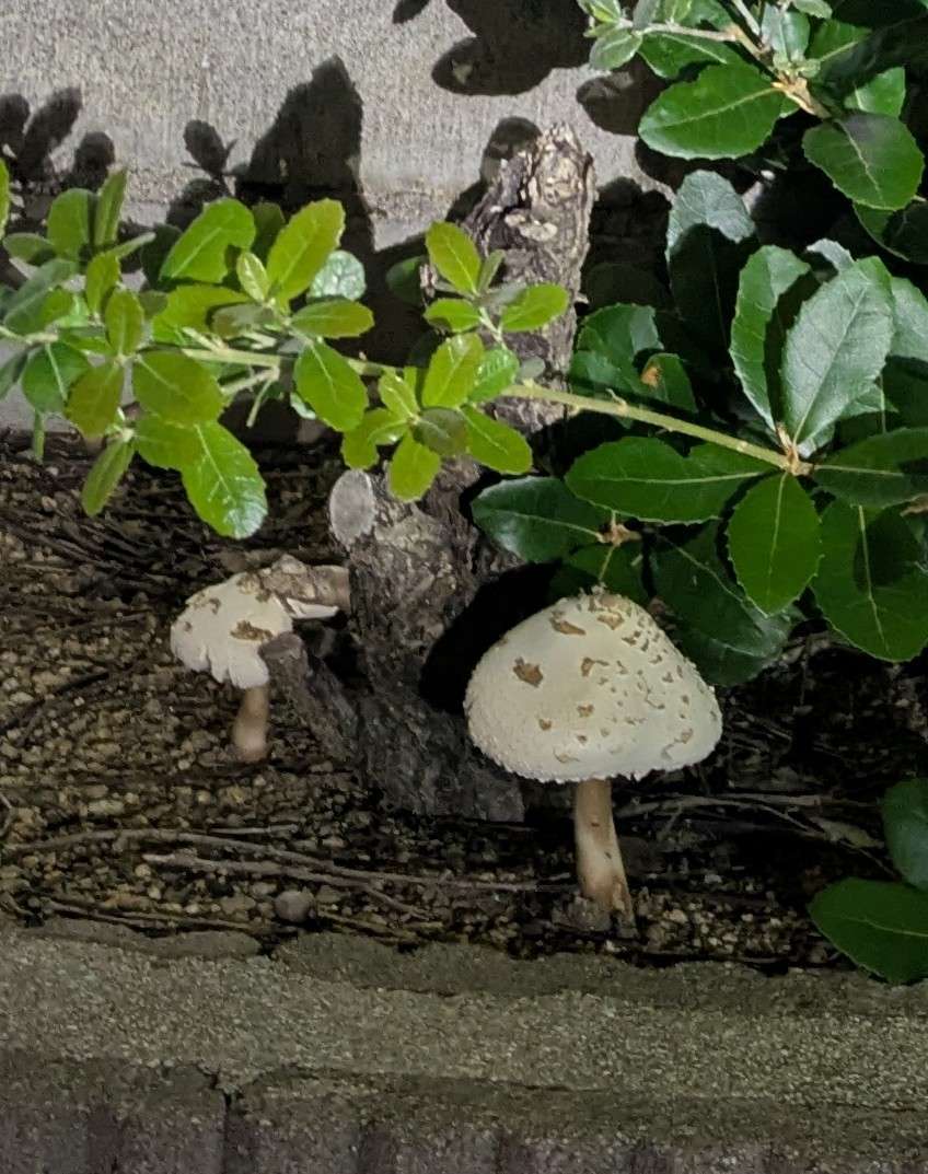 腰痛　肩こり　股関節痛　などは、堺市　なかもず　整体院